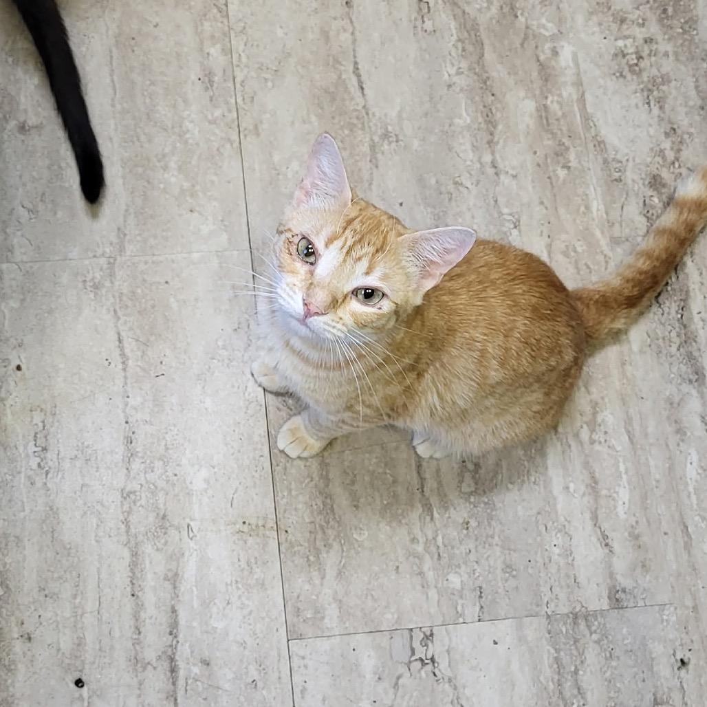 Cheeto — thumbnail 2