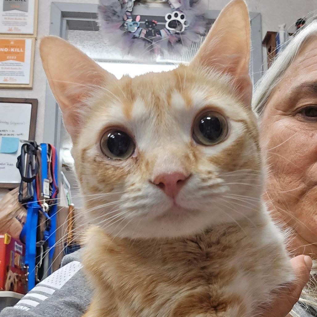 Cheeto — thumbnail 4