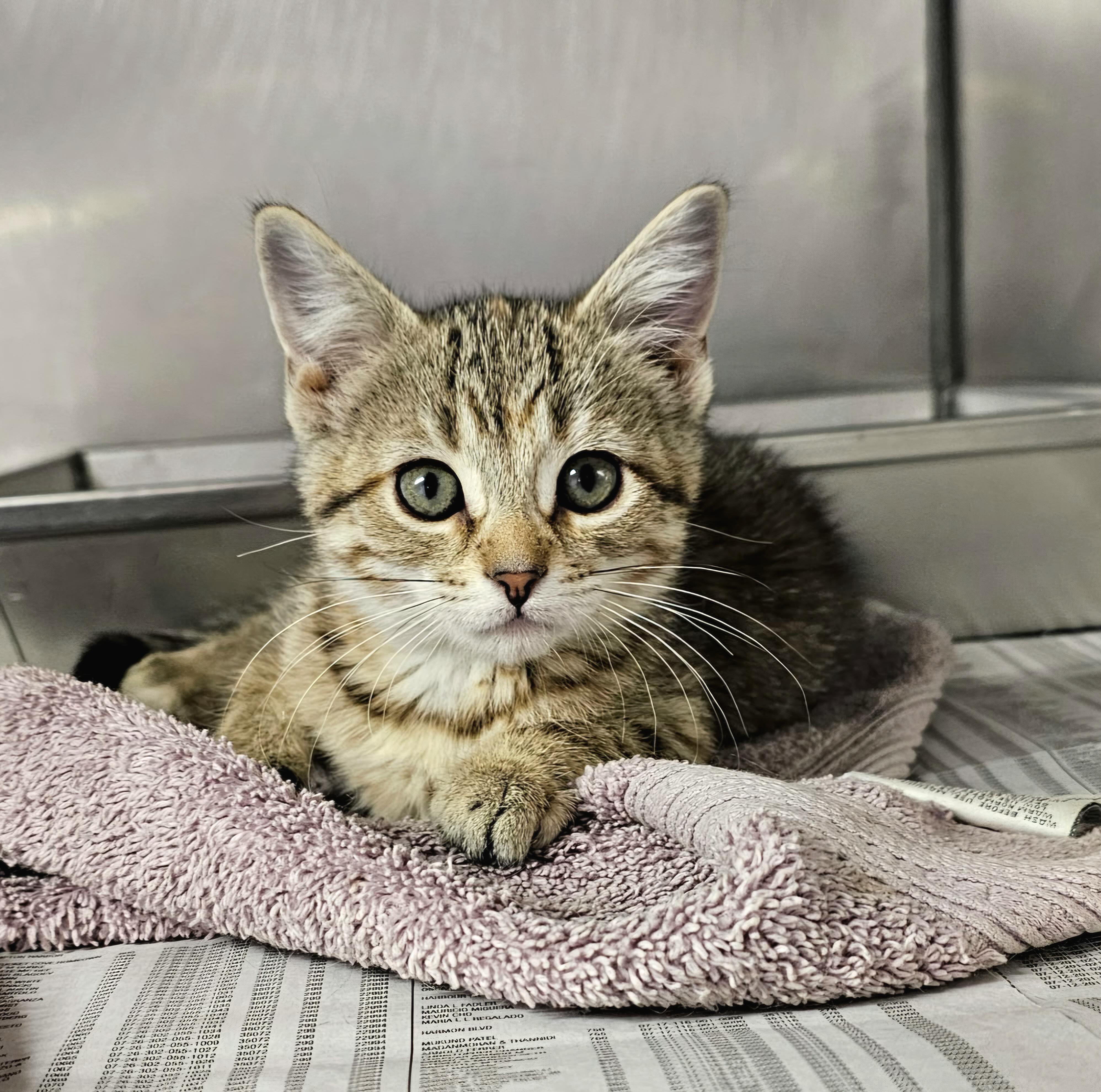 Enlarge Nutmeg, an adopted Domestic Short Hair in Arlington Heights, IL image 1/4