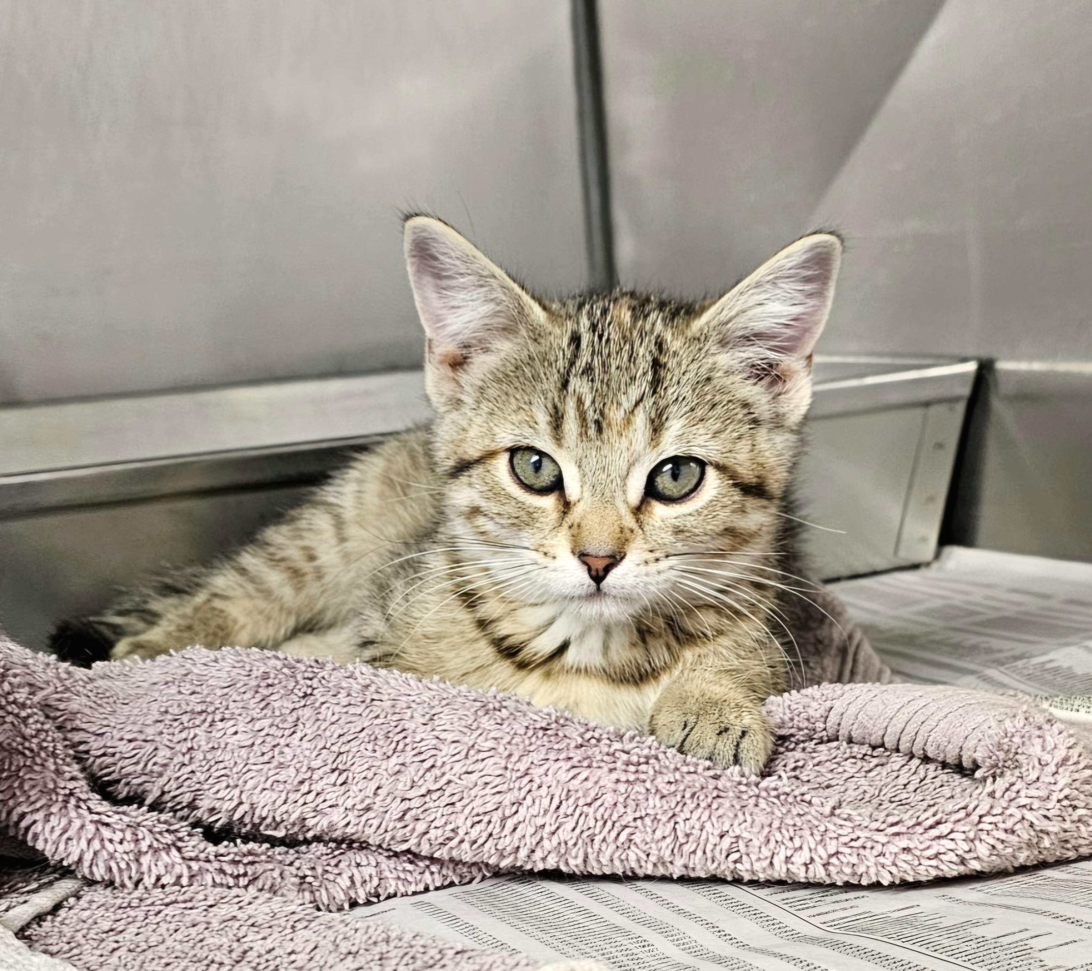 Enlarge Nutmeg, an adopted Domestic Short Hair in Arlington Heights, IL image 3/4