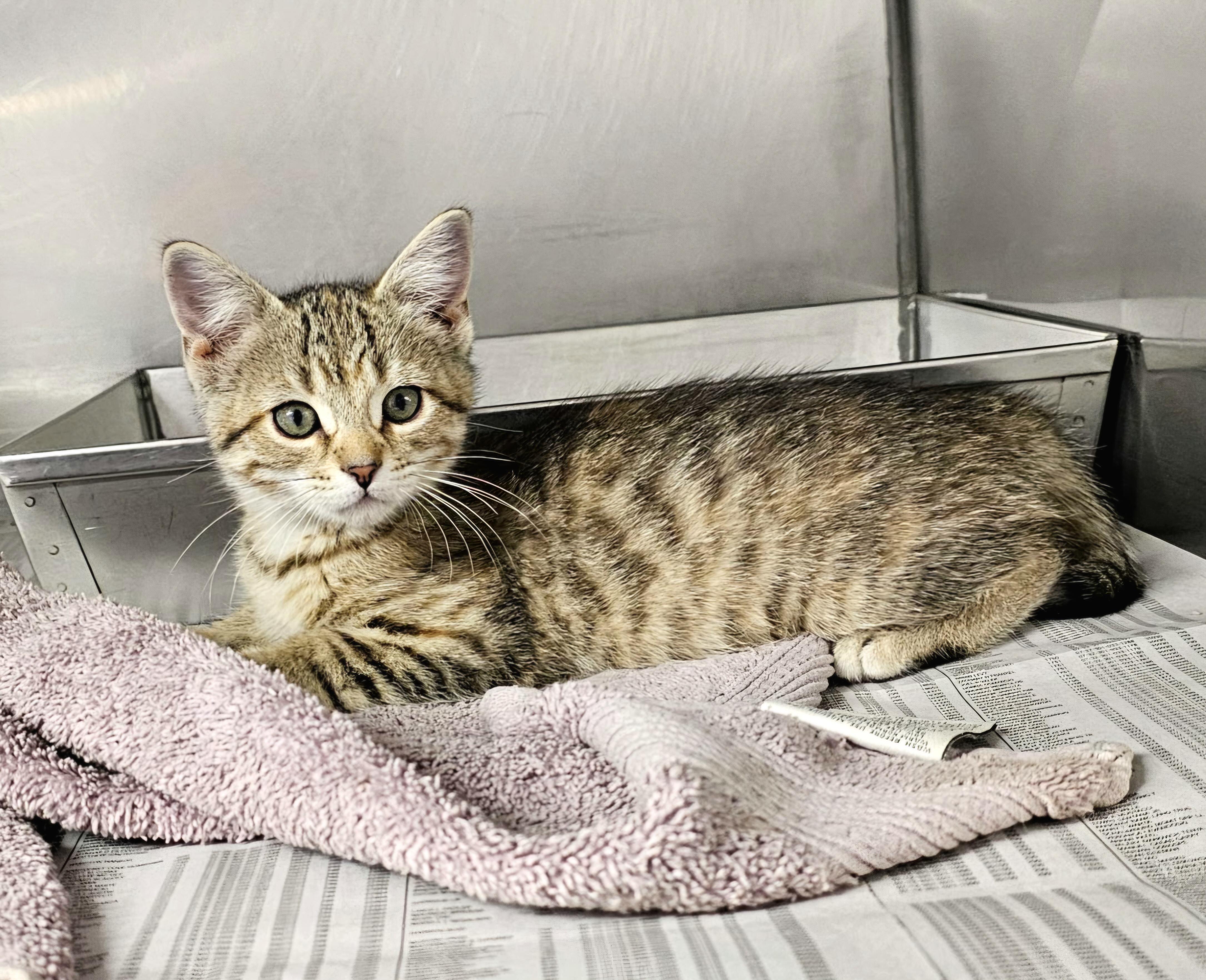 Enlarge Nutmeg, an adopted Domestic Short Hair in Arlington Heights, IL image 4/4