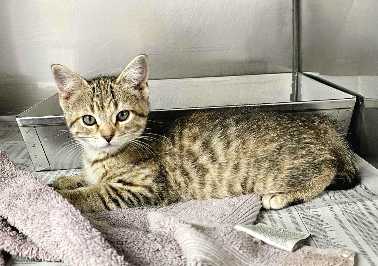 Enlarge Nutmeg, an adopted Domestic Short Hair in Arlington Heights, IL image 2/4