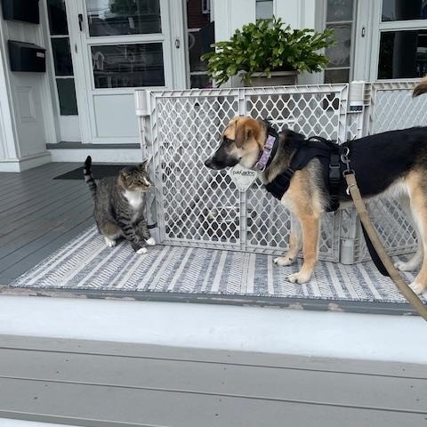 Enlarge Shadow, a Adoptable mixed breed in Hopkinton, MA image 5/6