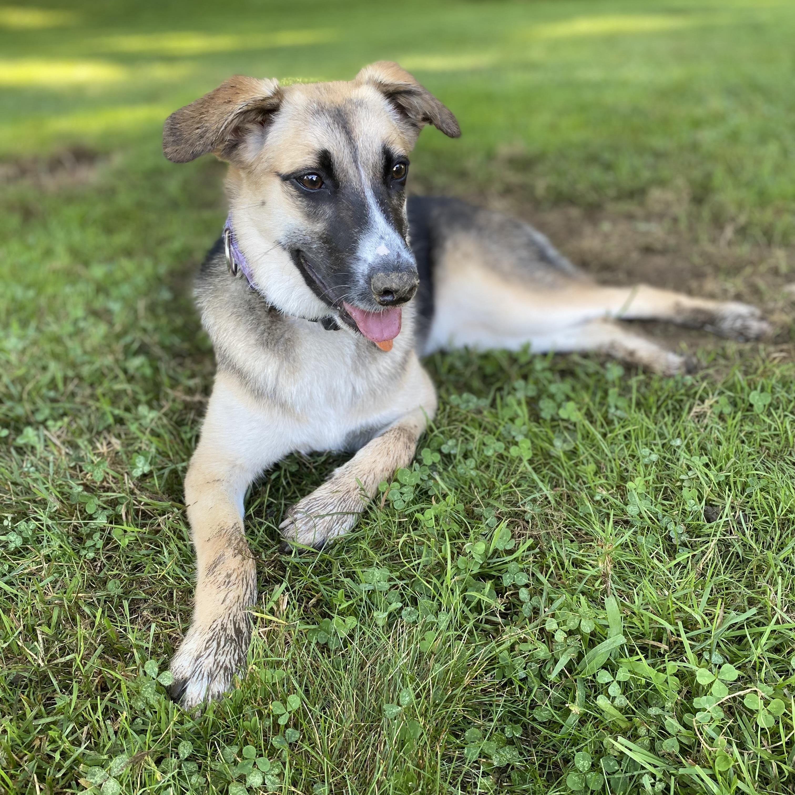 Shadow, Adoptable, Young Female Mixed Breed & Shepherd.