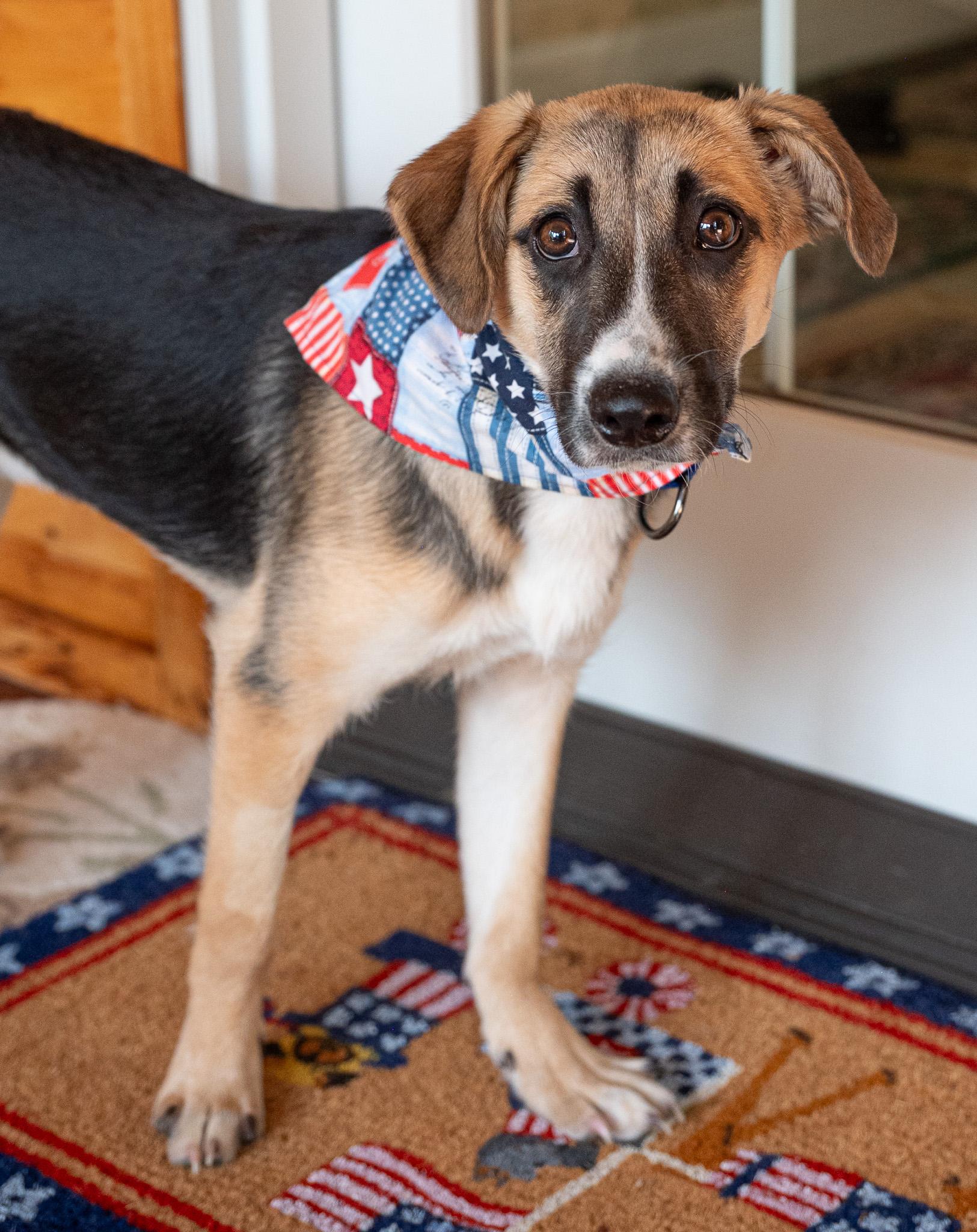 Enlarge Shadow, a Adoptable mixed breed in Hopkinton, MA image 3/6