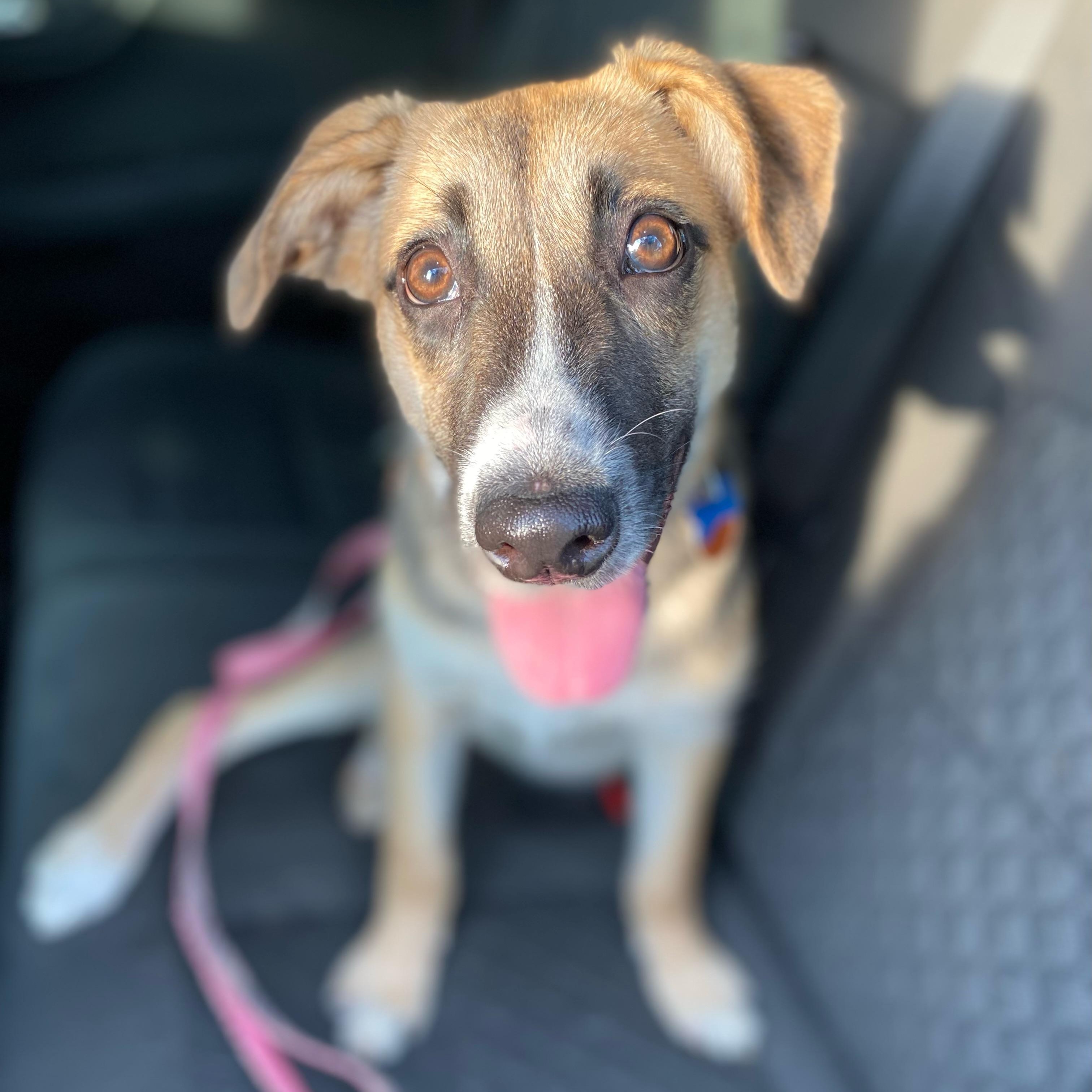 Enlarge Shadow, a Adoptable mixed breed in Hopkinton, MA image 2/6