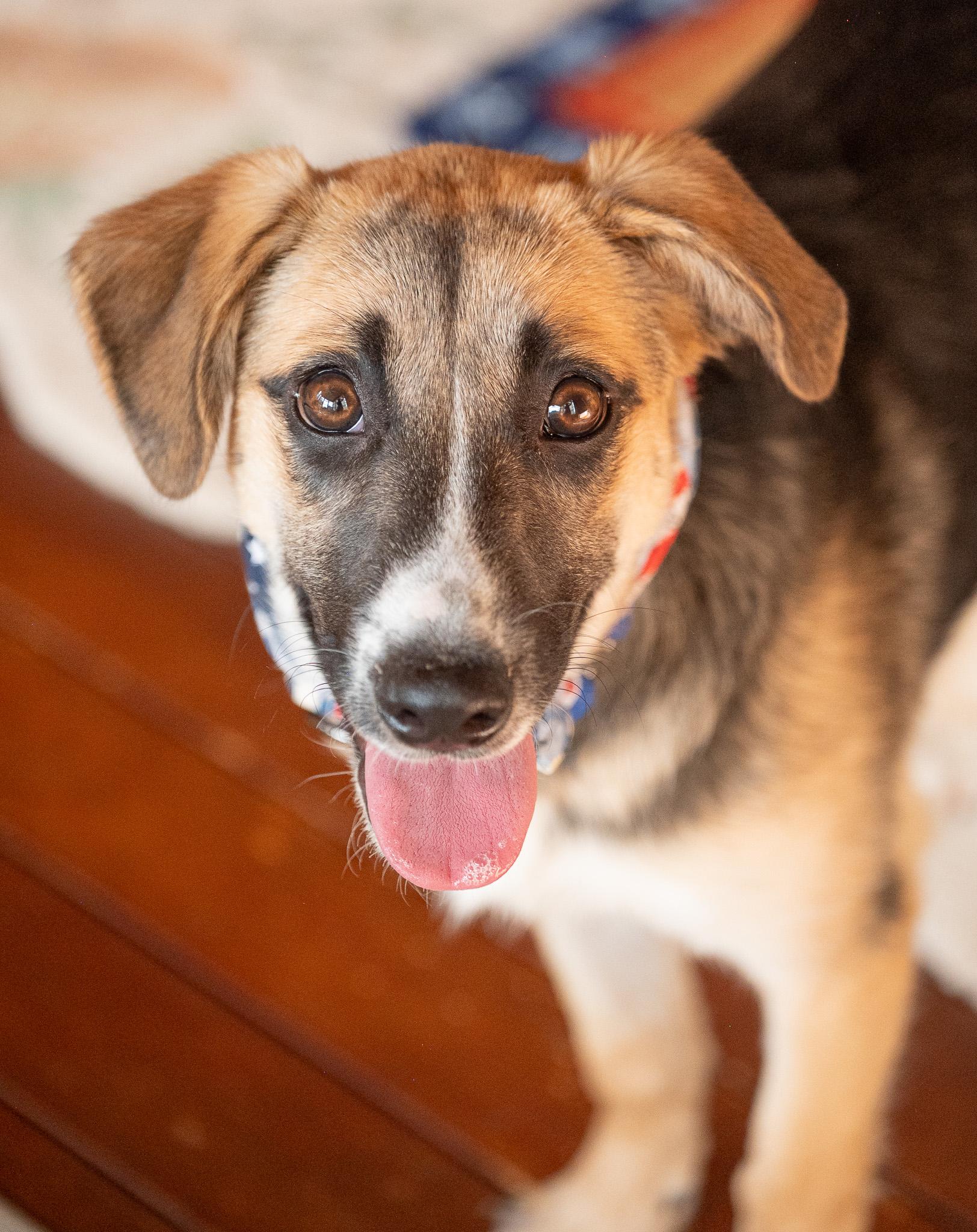 Enlarge Shadow, a Adoptable mixed breed in Hopkinton, MA image 4/6