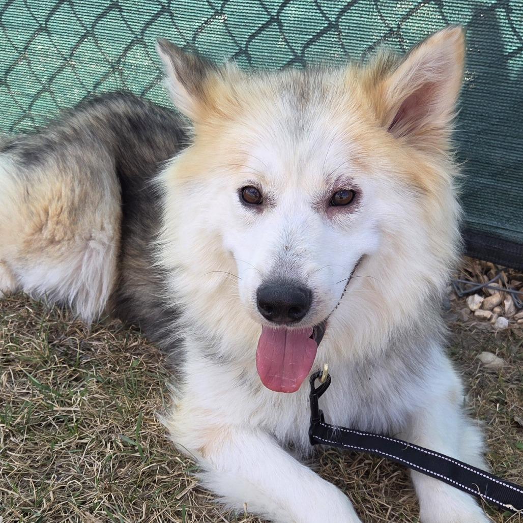 Diamond, Adoptable, Adult Female Husky.