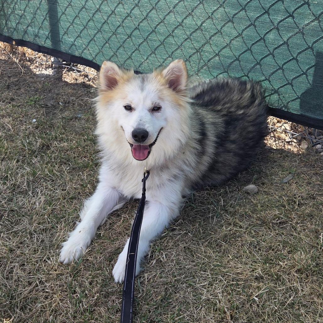 Enlarge Diamond, a Adoptable Husky in Saskatoon, SK image 2/2