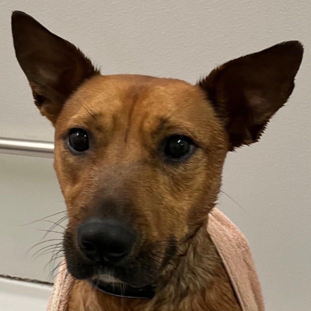 Enlarge Kane, a Adoptable mixed breed in Chuckey, TN image 4/4