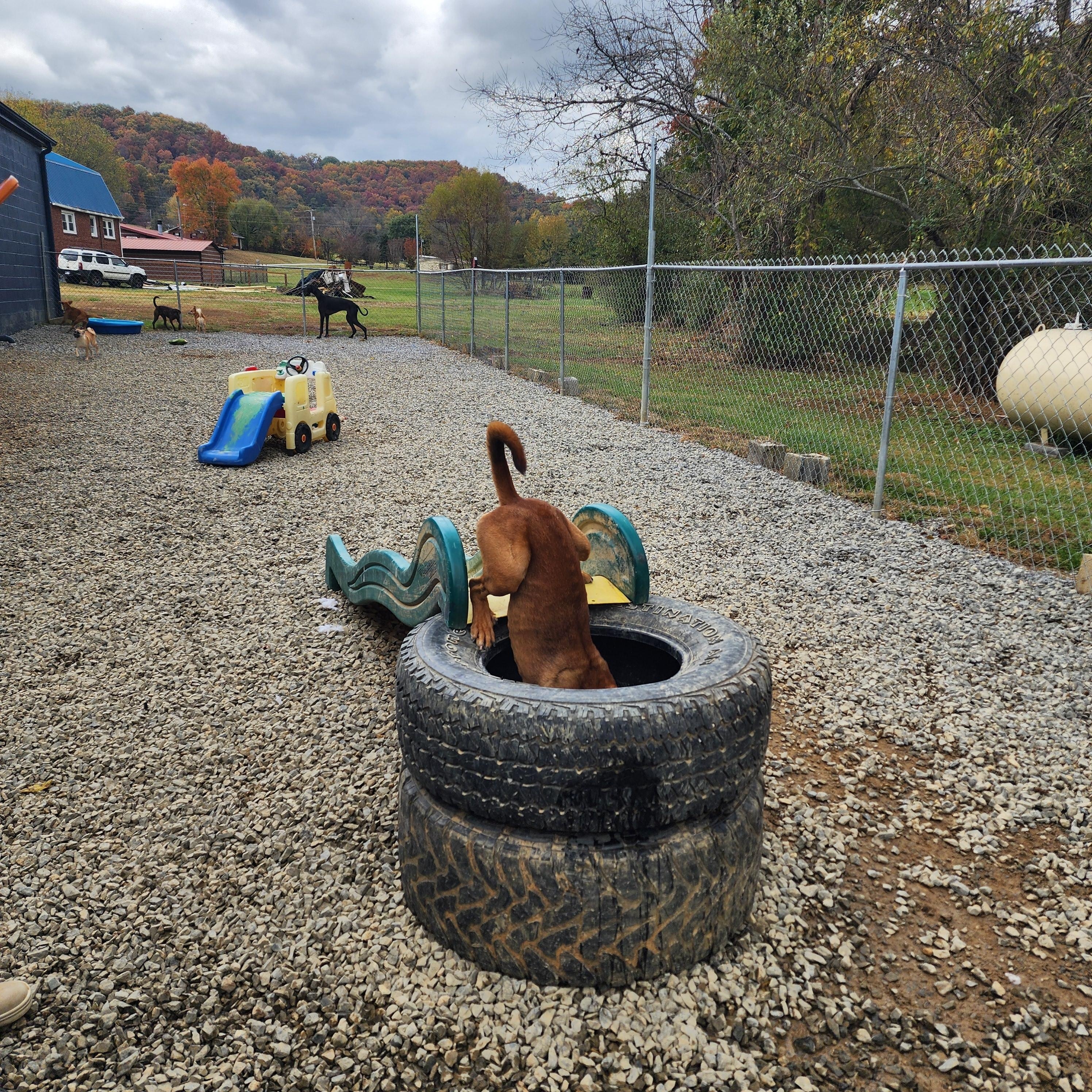 Enlarge Kane, a Adoptable mixed breed in Chuckey, TN image 3/4