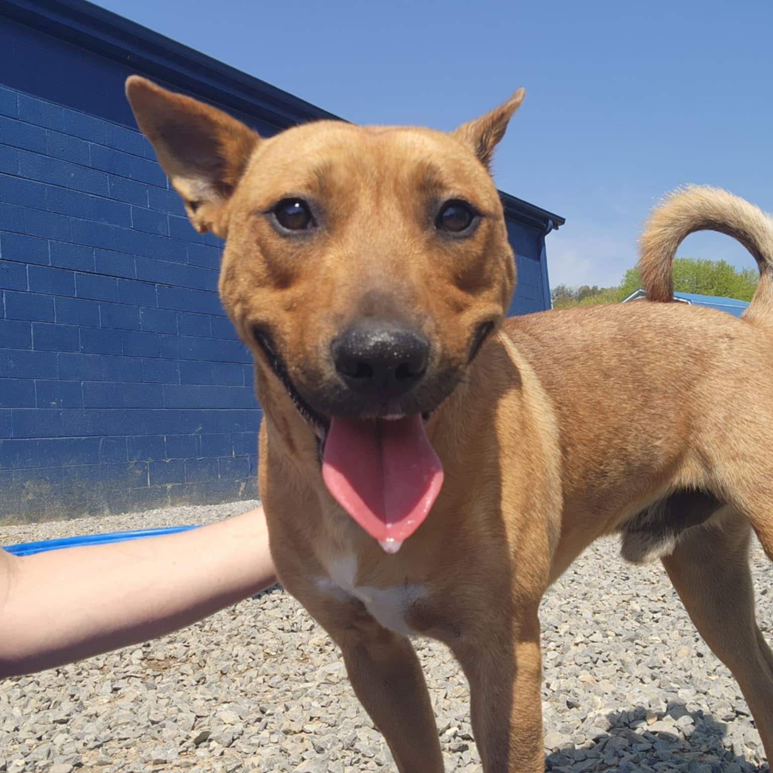 Enlarge Kane, a Adoptable mixed breed in Chuckey, TN image 2/4