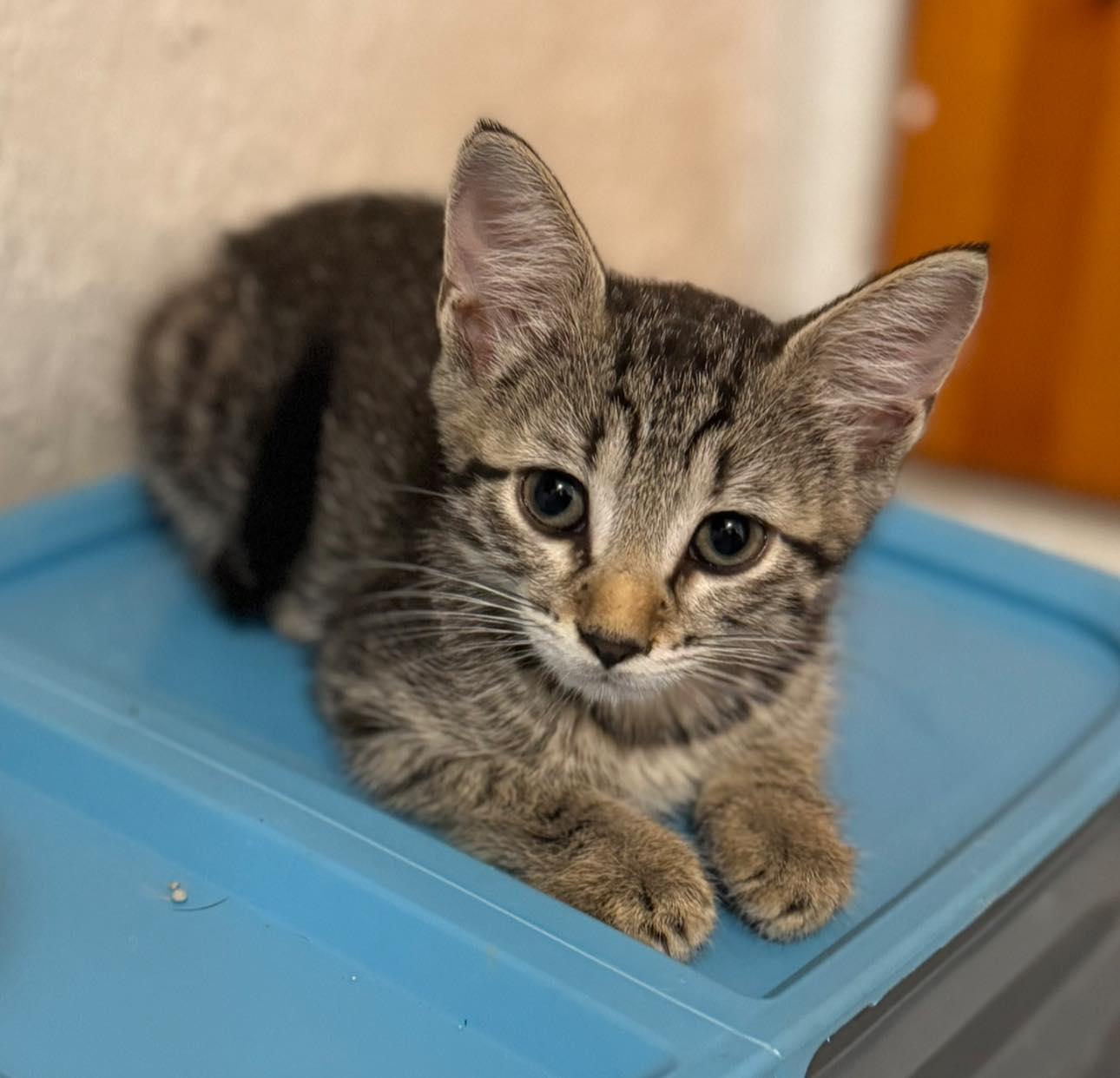 Jewel (Alex-Fostered in Ft Meyers FLA), Baby Female unknown