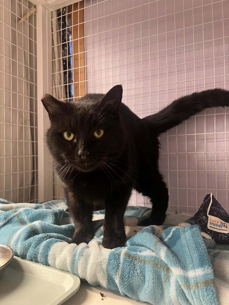 Jellyroll, Adoptable, Adult Male Domestic Short Hair.