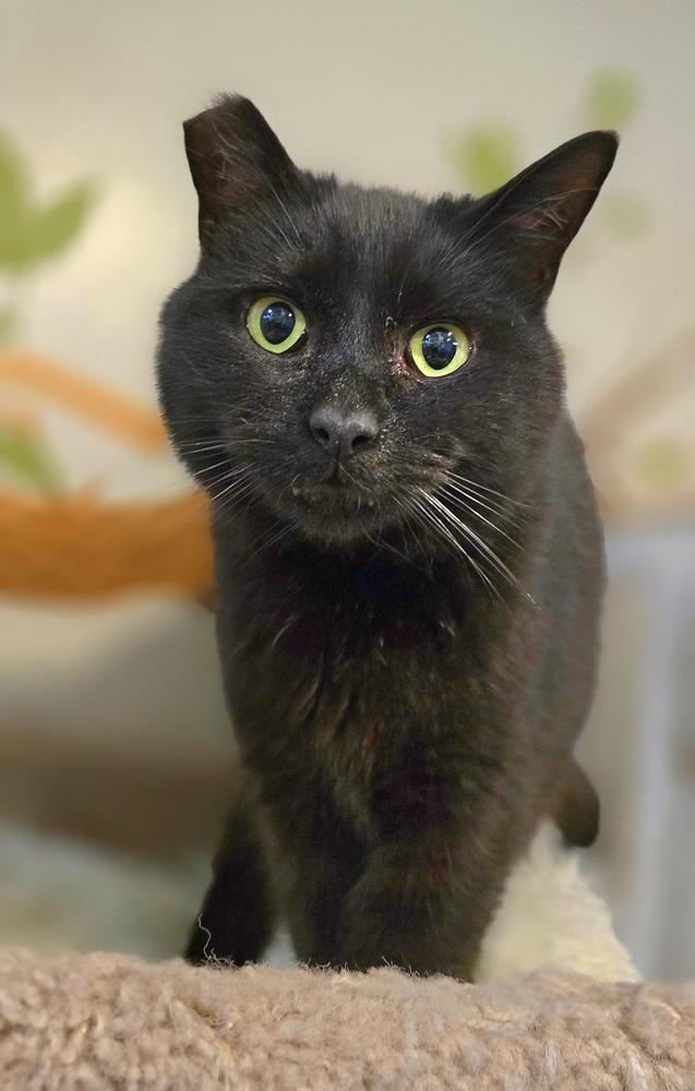 Enlarge Jellyroll, a Adoptable mixed breed in Vancouver, WA image 2/6