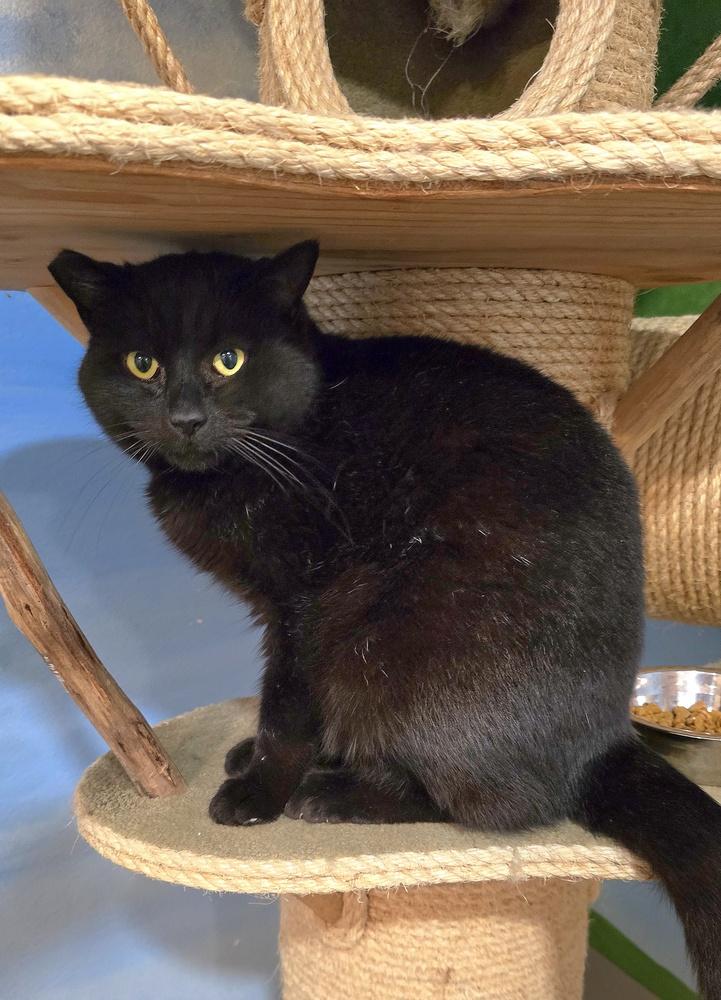 Enlarge Jellyroll, a Adoptable mixed breed in Vancouver, WA image 3/3