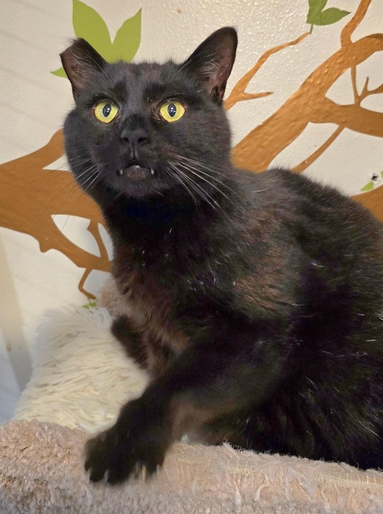 Enlarge Jellyroll, a Adoptable mixed breed in Vancouver, WA image 5/6