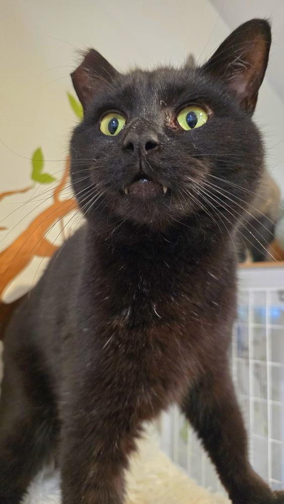 Enlarge Jellyroll, a Adoptable mixed breed in Vancouver, WA image 6/6