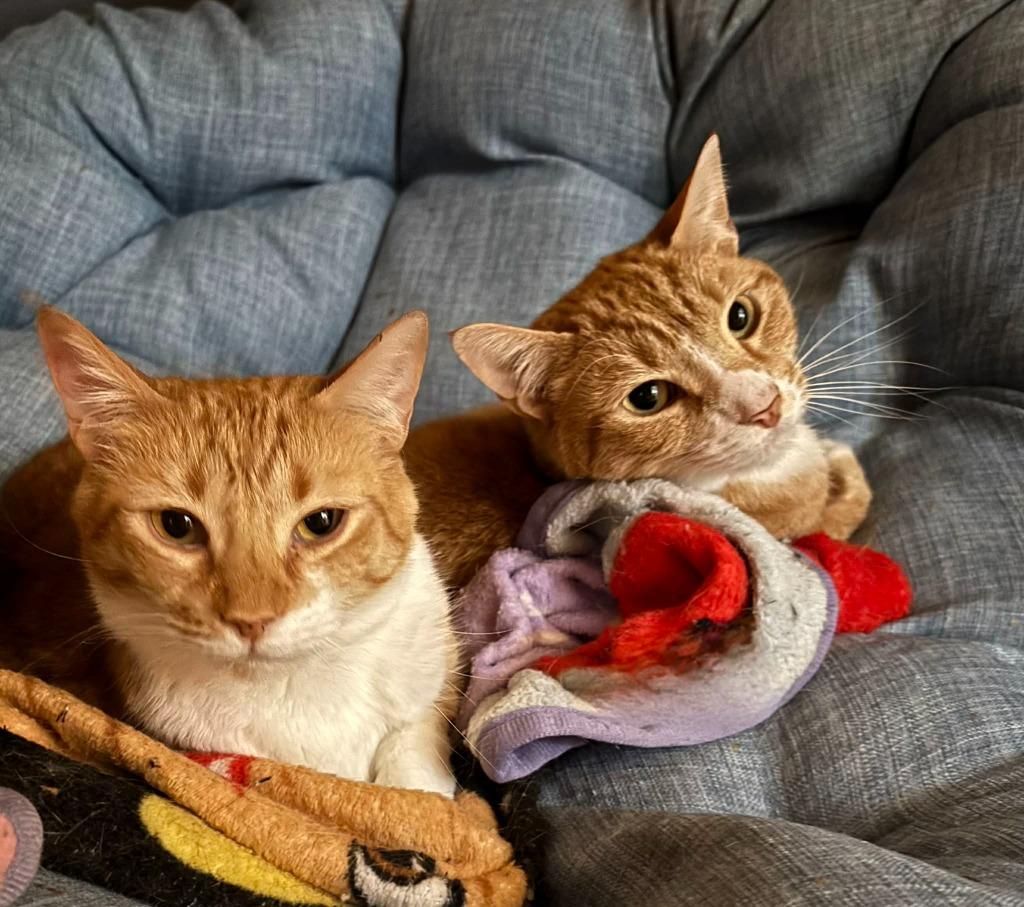 Enlarge Quesarito, a Adoptable mixed breed in Buford, GA image 1/3