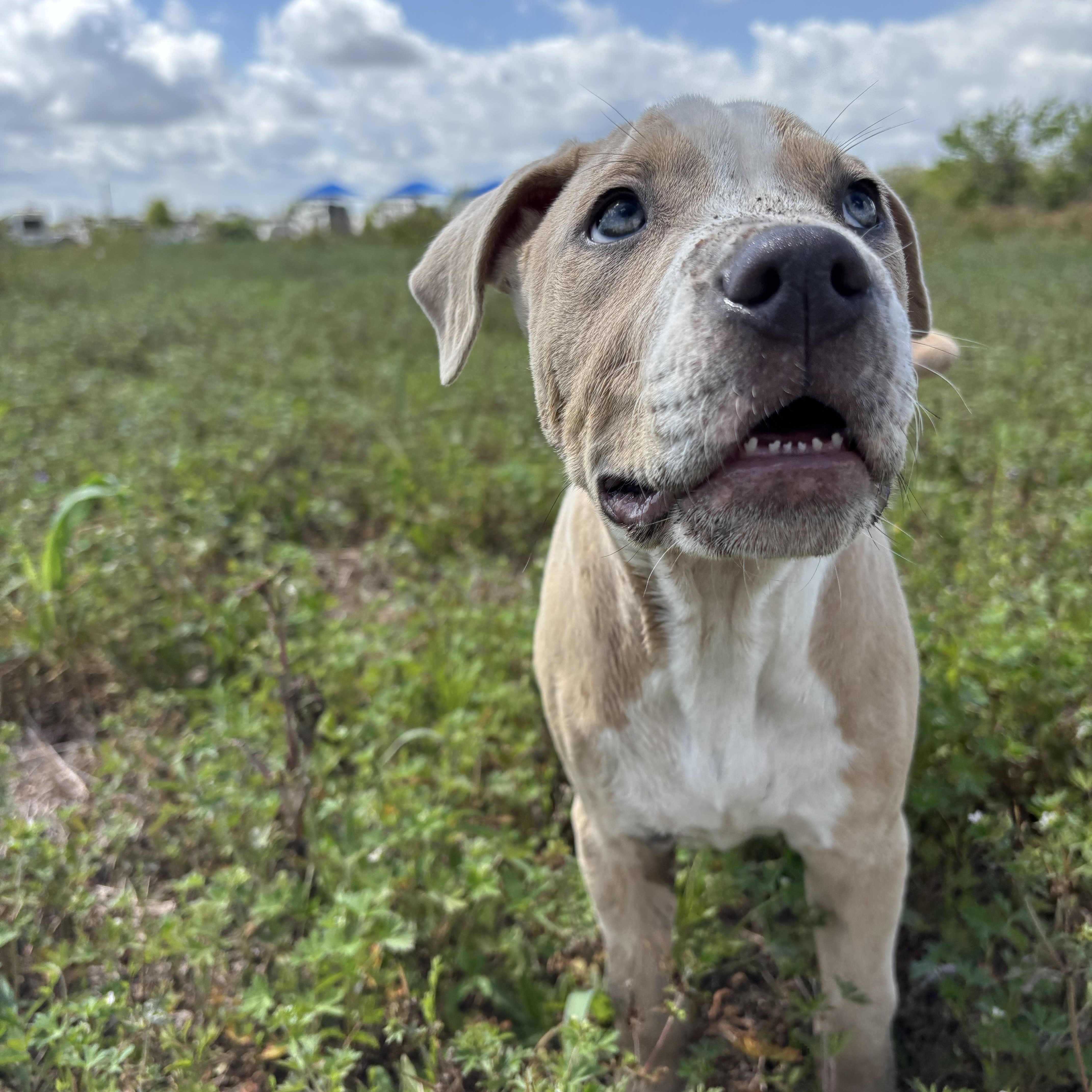 Enlarge Cream, an adopted mixed breed in Brattleboro, VT image 4/6