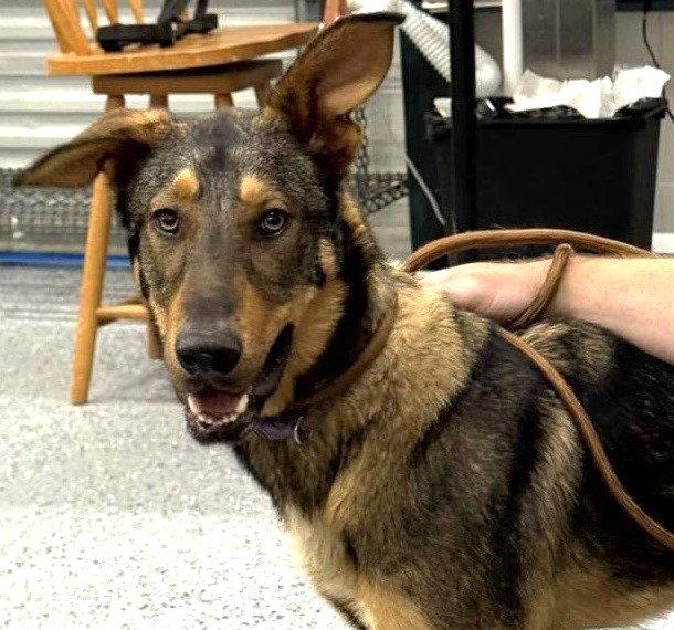 Enlarge Legend, a Adoptable Shepherd in Carrollton, GA image 1/3