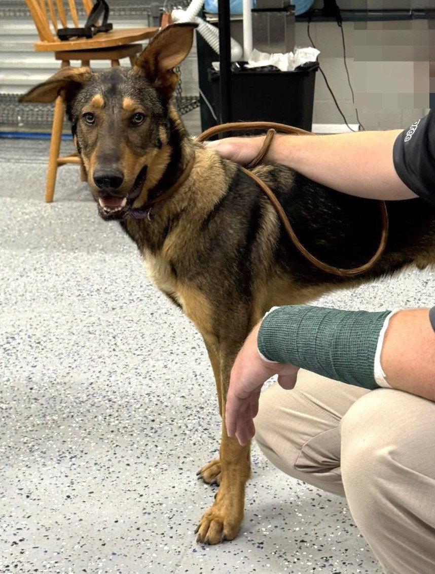 Enlarge Legend, a Adoptable Shepherd in Carrollton, GA image 2/3