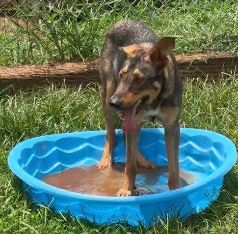 Enlarge Legend, a Adoptable Shepherd in Carrollton, GA image 3/3