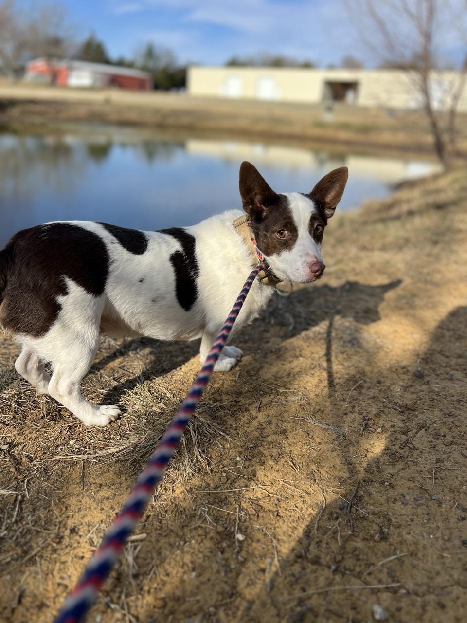 Enlarge Alvin, a ADOPTABLE mixed breed in Mansfield, TX image 1/1