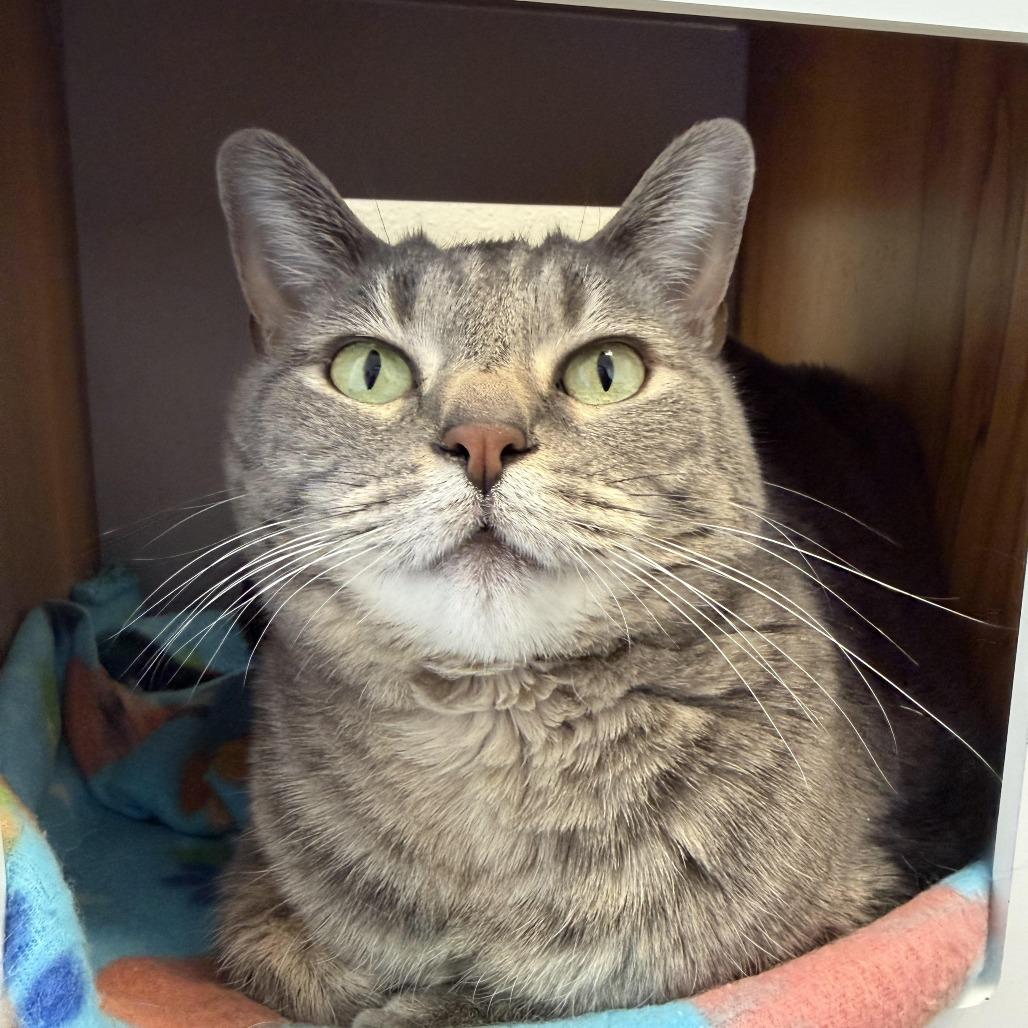 Enlarge LuLu, a Adoptable Domestic Short Hair in Cody, WY image 2/2