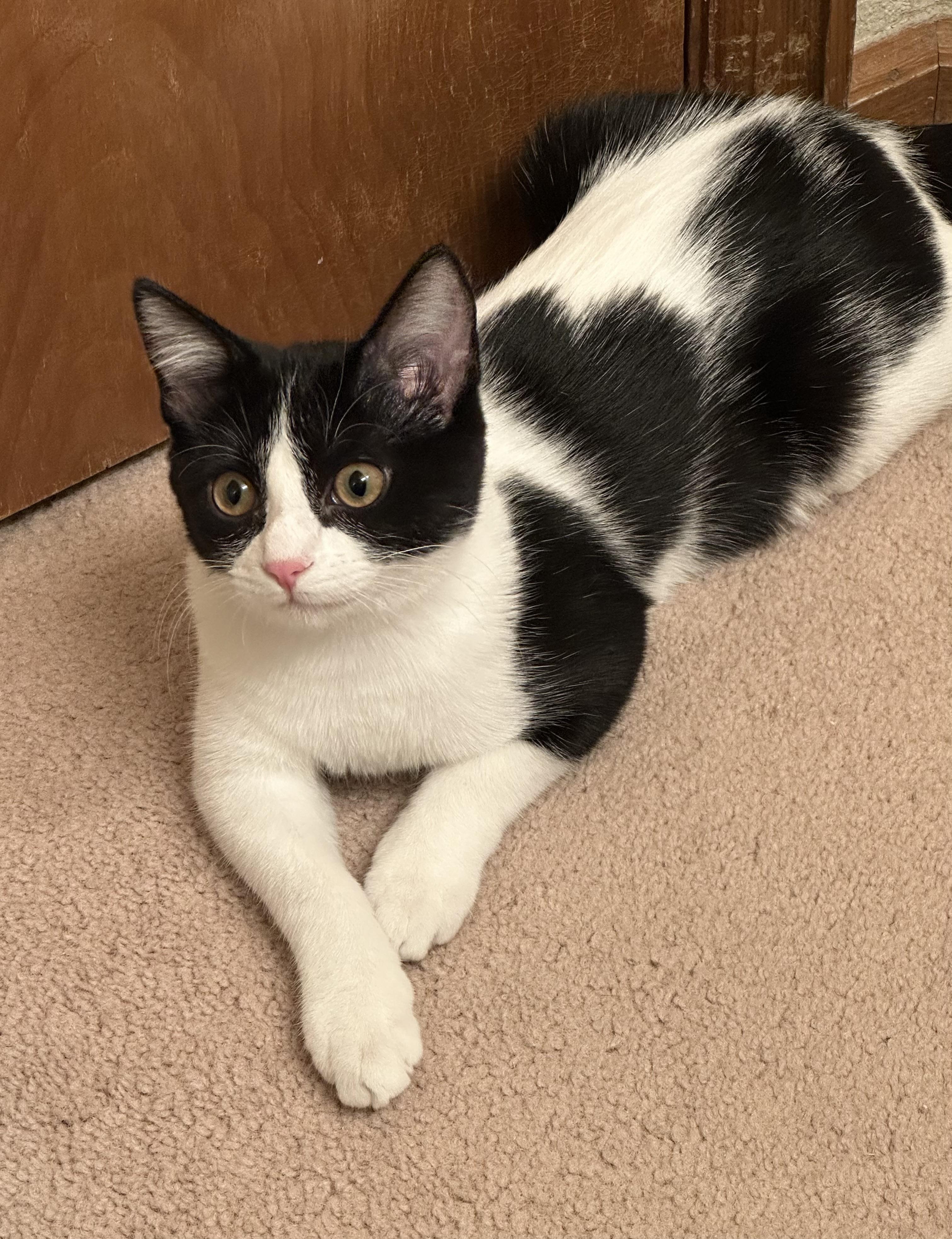 Tango (bonded to Wizzer)