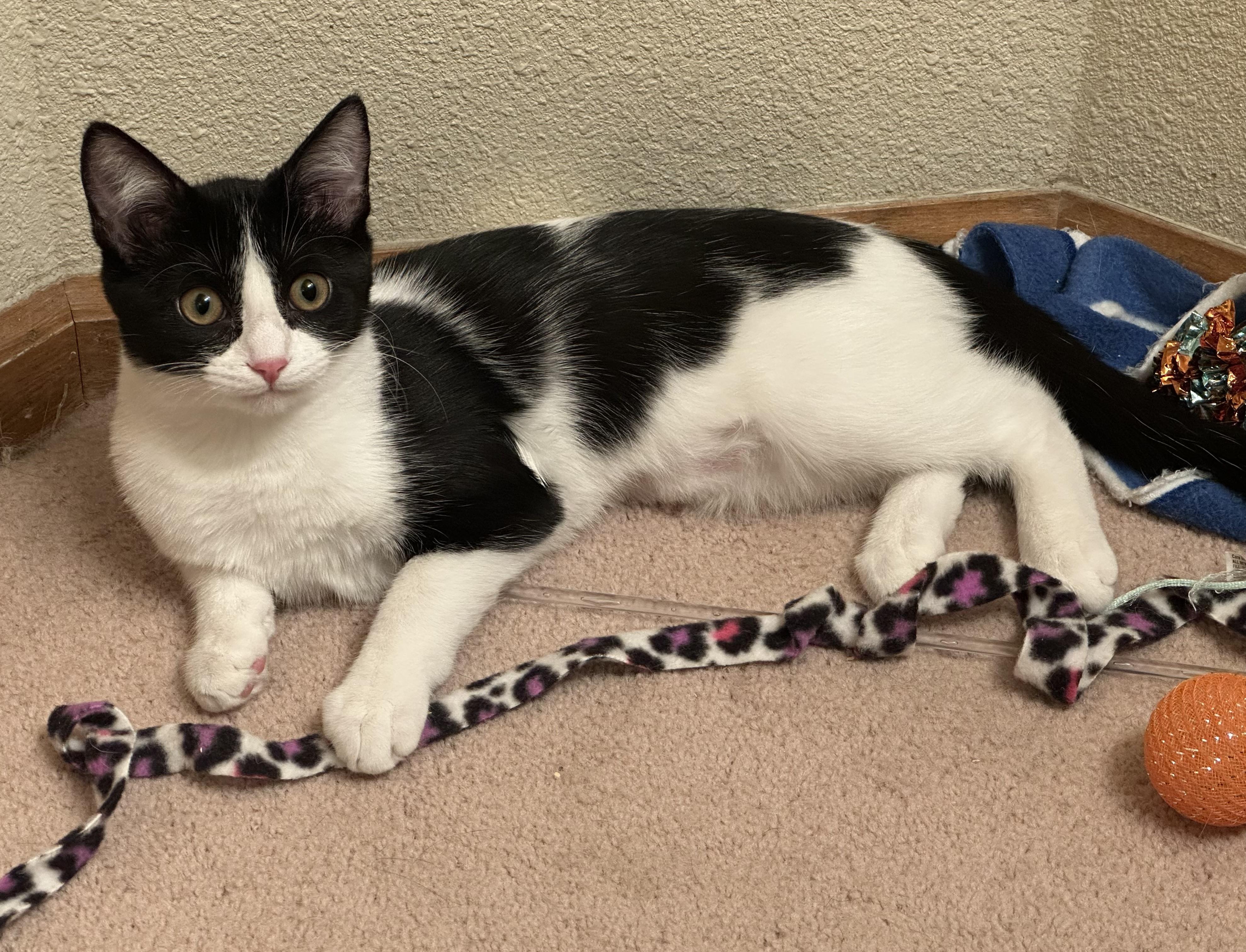 Tango (bonded to Wizzer)