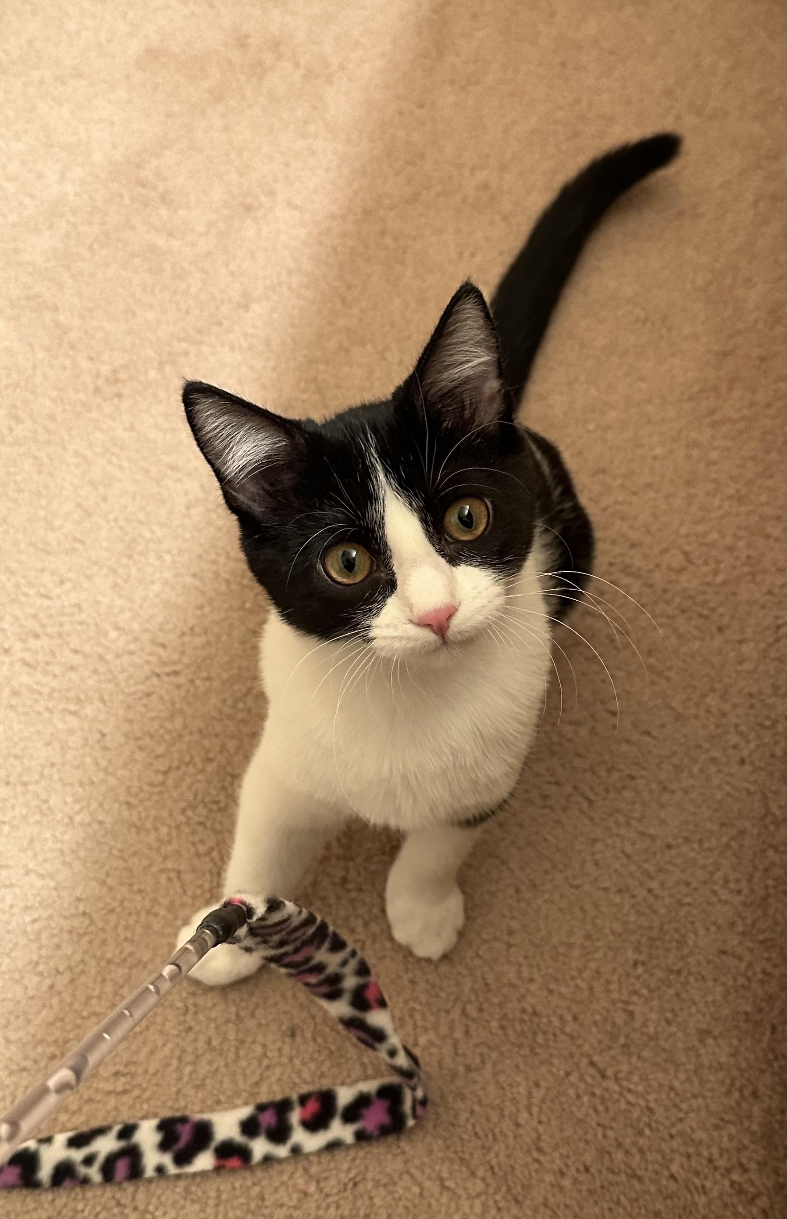Tango (bonded to Wizzer)