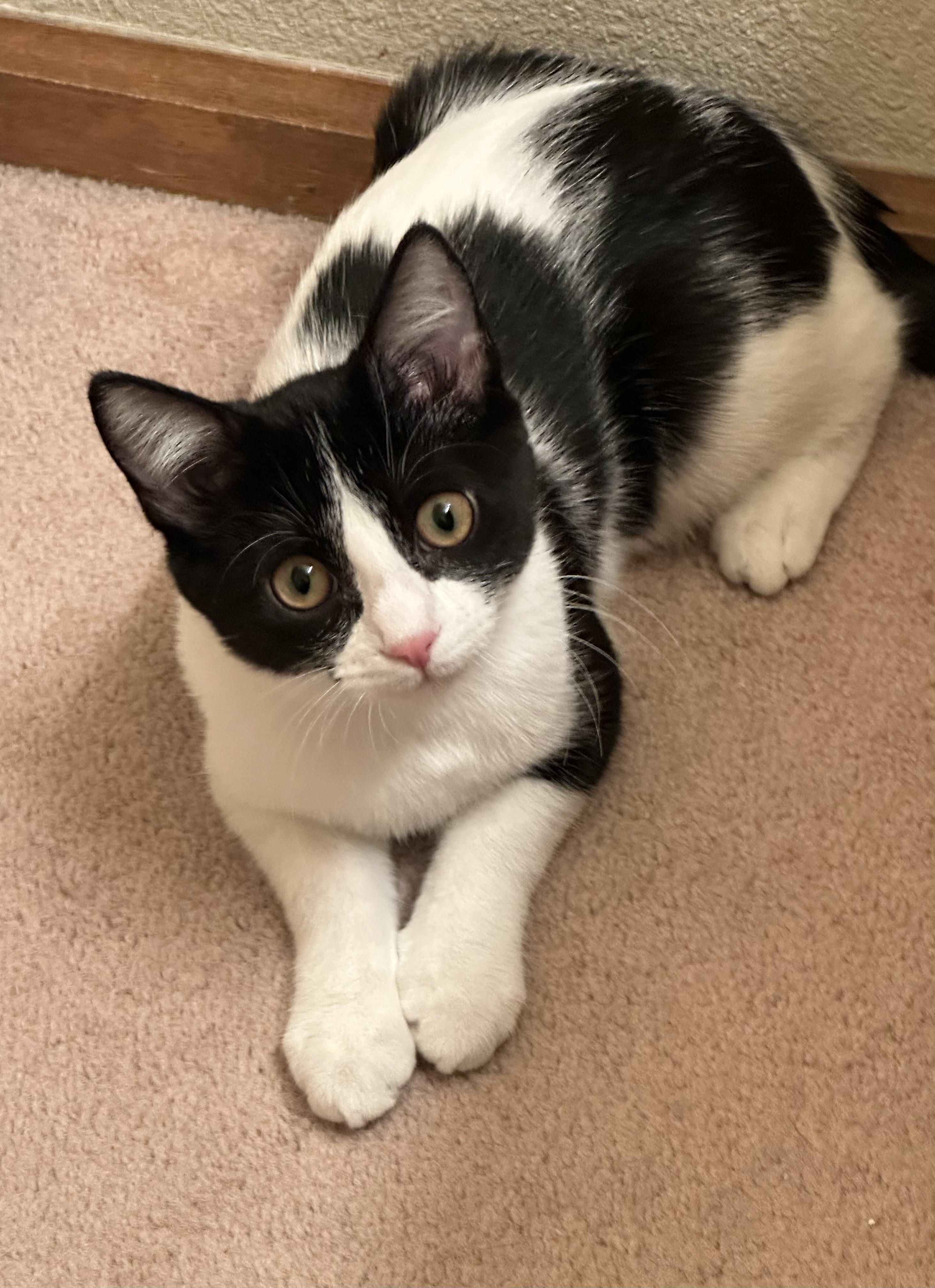 Tango (bonded to Wizzer)