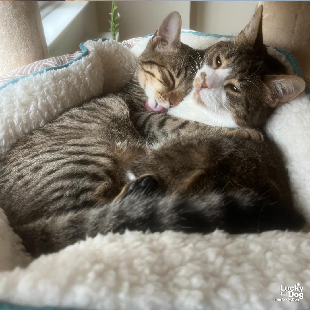 Enlarge Frederick, a Adoptable Domestic Short Hair in Washington, DC image 1/3