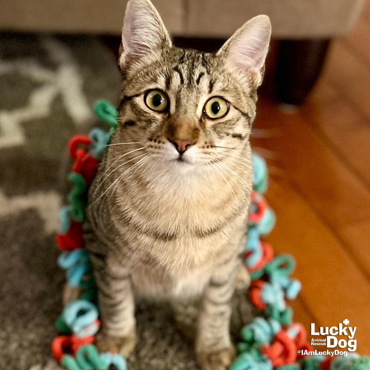 Enlarge Frederick, a Adoptable Domestic Short Hair in Washington, DC image 2/3