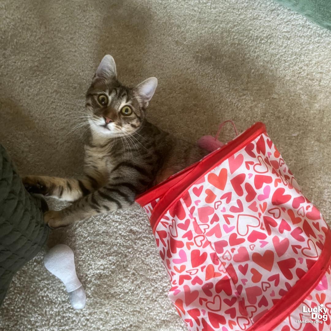 Enlarge Frederick, a Adoptable Domestic Short Hair in Washington, DC image 3/3