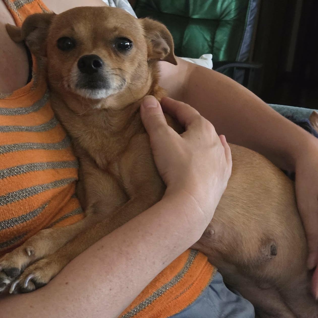 Bella Bee, Adoptable, Adult Female Chihuahua.