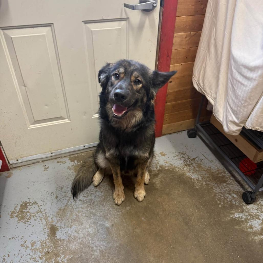 Simon, Adoptable, Young Male Shepherd & Shetland Sheepdog / Sheltie.