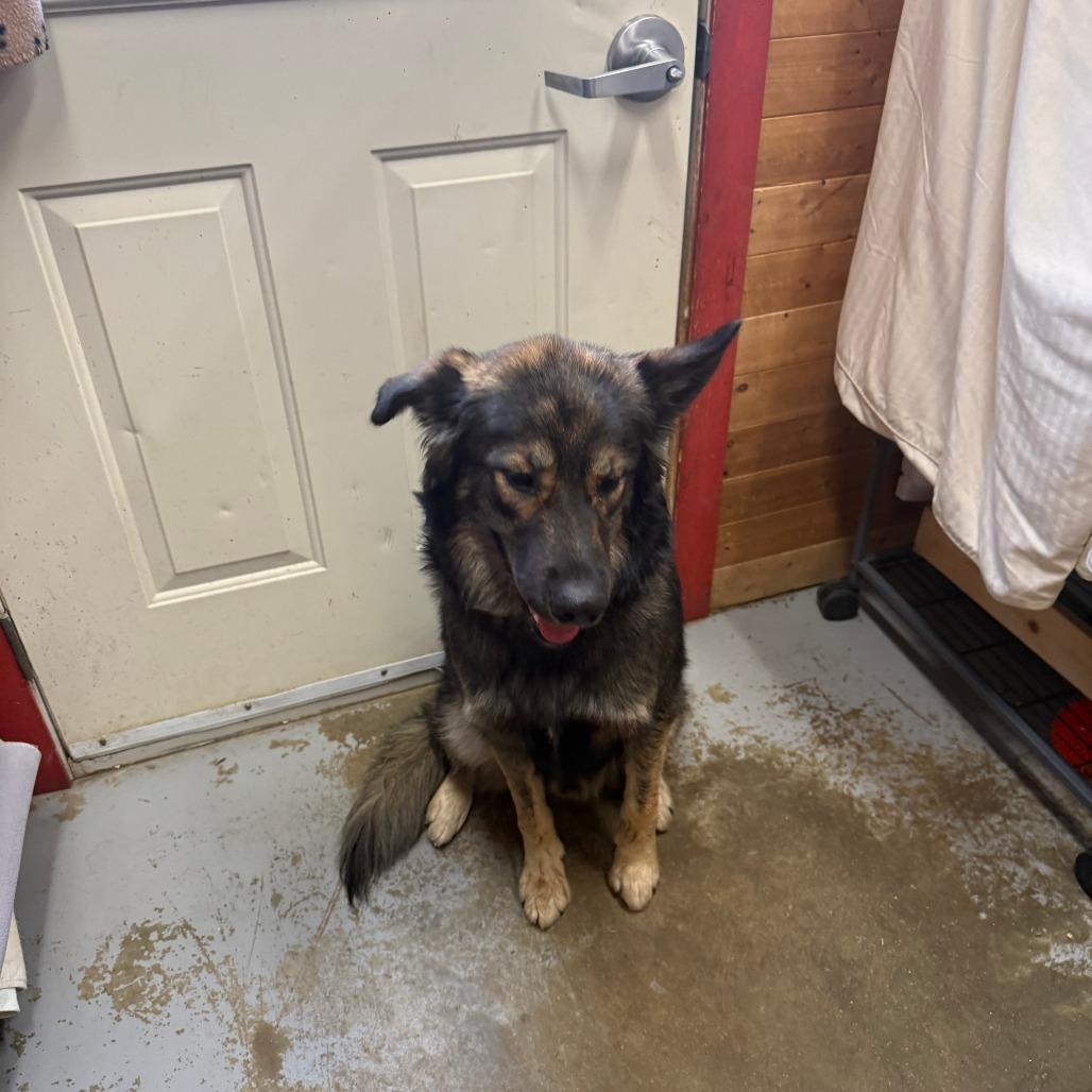 Enlarge Simon, a Adoptable mixed breed in Meadow Lake, SK image 2/6
