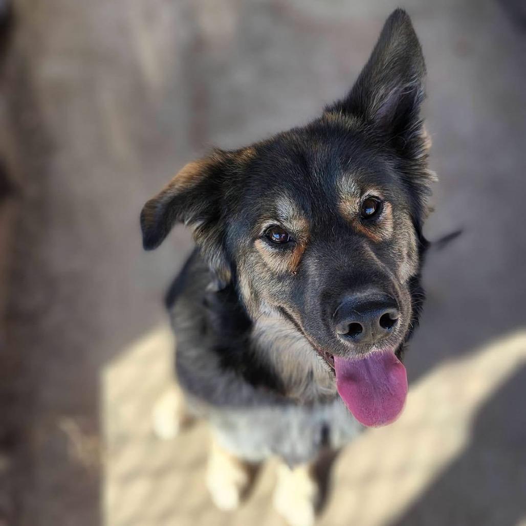 Enlarge Simon, a Adoptable mixed breed in Meadow Lake, SK image 3/6