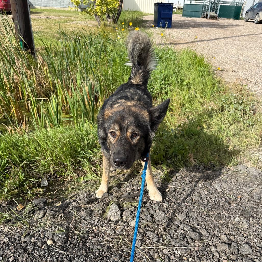 Enlarge Simon, a Adoptable mixed breed in Meadow Lake, SK image 4/6