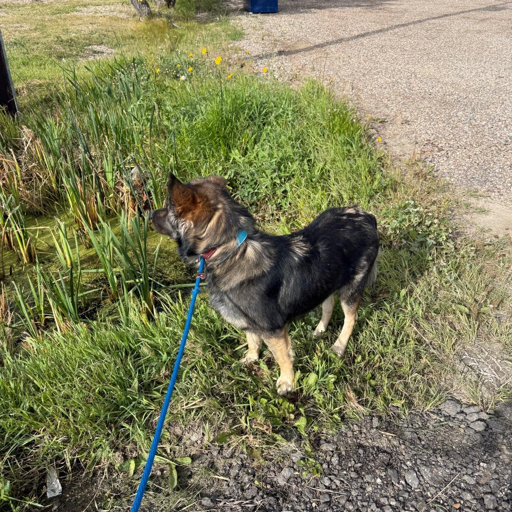 Enlarge Simon, a Adoptable mixed breed in Meadow Lake, SK image 5/6