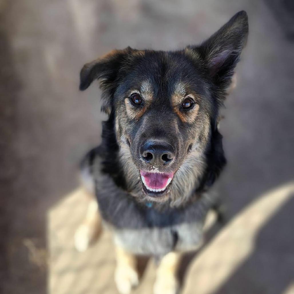 Enlarge Simon, a Adoptable mixed breed in Meadow Lake, SK image 6/6