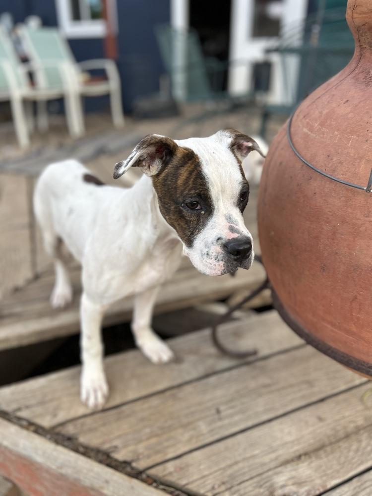 Enlarge Deerduff, a Adoptable mixed breed in Colorado Springs, CO image 1/3