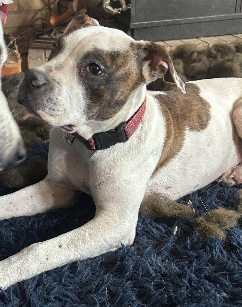 Enlarge Deerduff, a Adoptable mixed breed in Colorado Springs, CO image 2/3