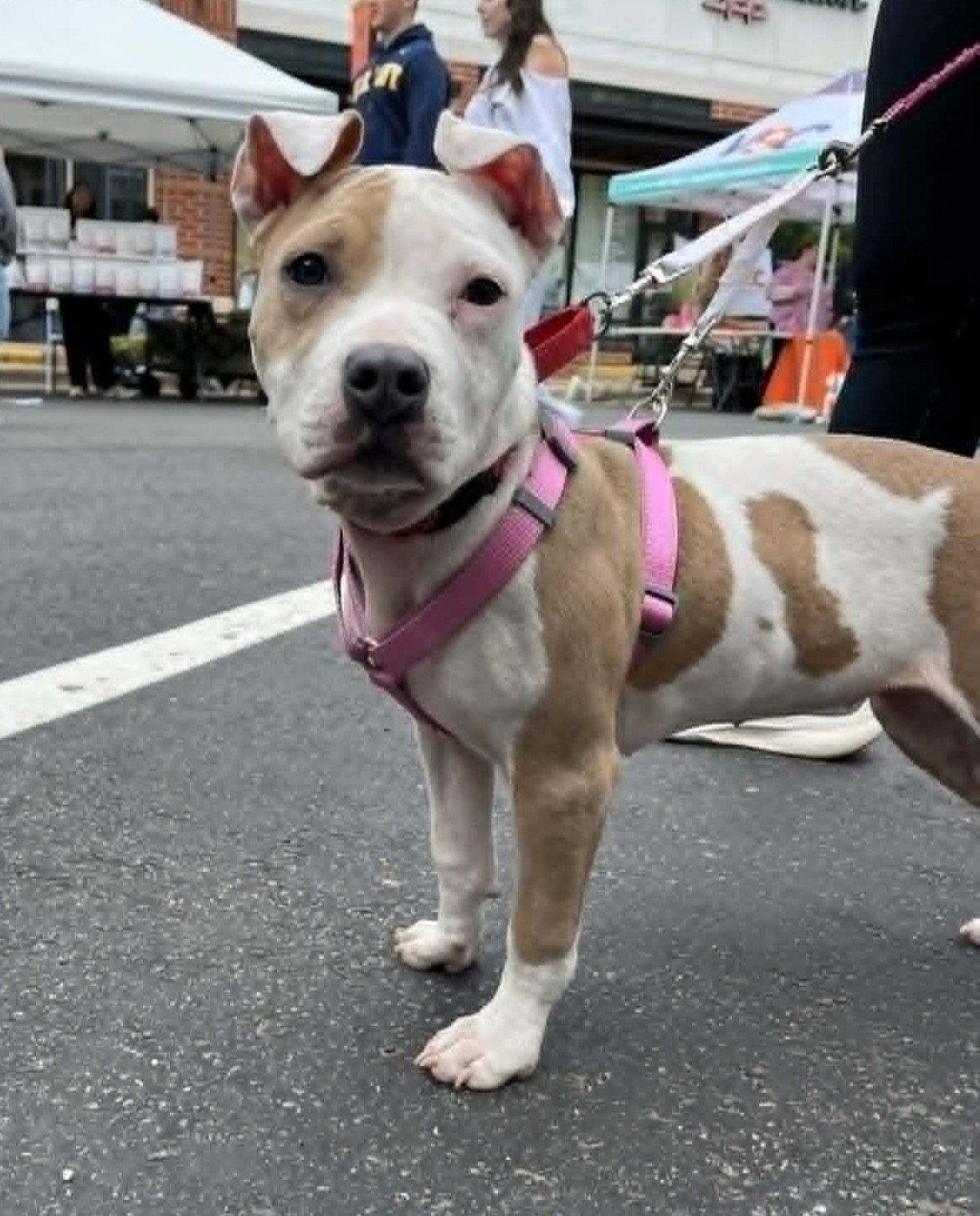 Scarlet, Adoptable, Puppy Female Pit Bull Terrier.