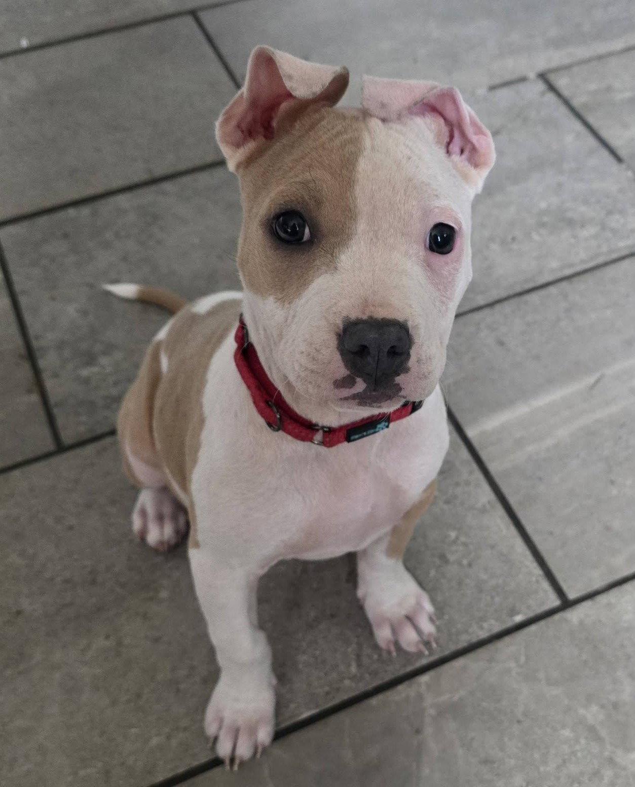 Scarlet, Adoptable, Puppy Female Pit Bull Terrier.