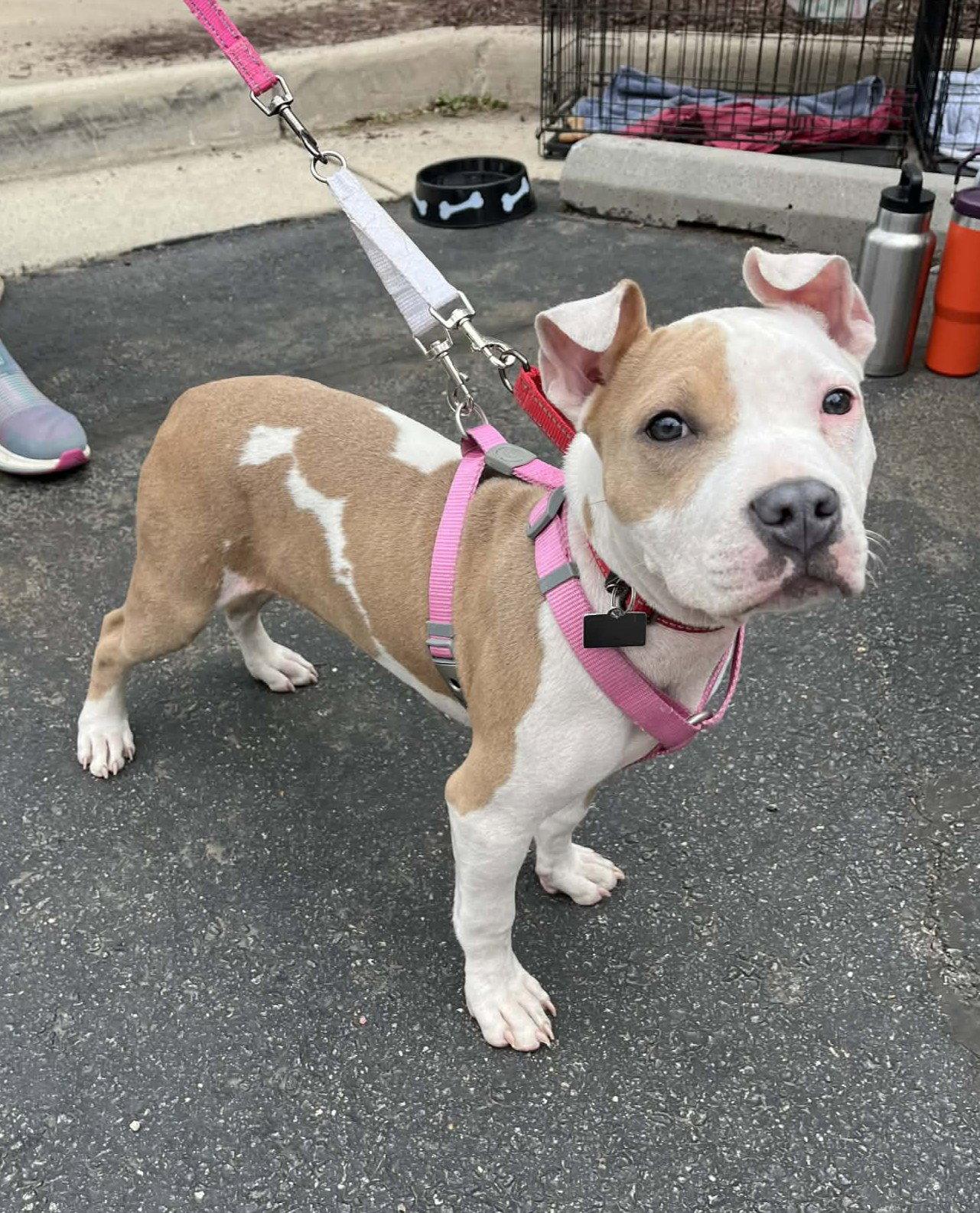 Scarlet, a Adoptable Pit Bull Terrier in Spotsylvania, VA image 2/3