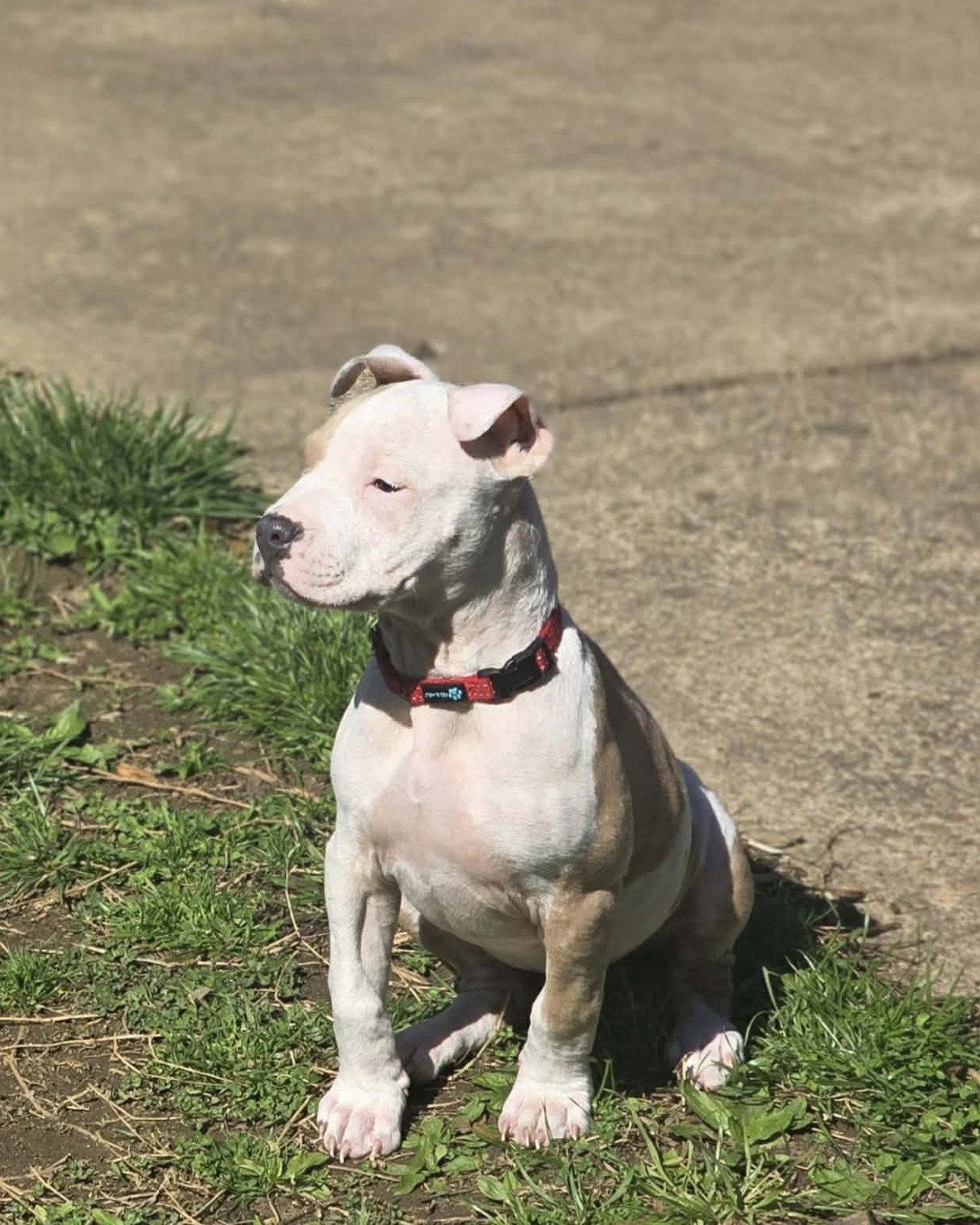 Enlarge Scarlet, a Adoptable Pit Bull Terrier in Spotsylvania, VA image 2/3