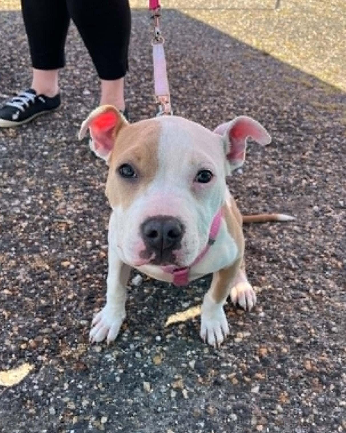 Scarlet, a Adoptable Pit Bull Terrier in Spotsylvania, VA image 3/3